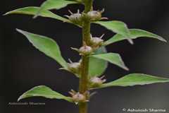 Lysimachia chenopodioides